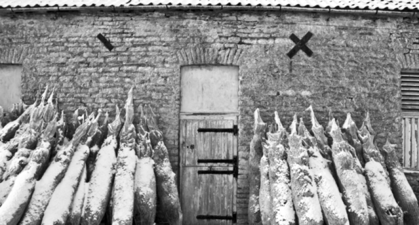 1-600x410 A photograph of some real Christmas trees leaned against a barn wall, ready to be recycled.