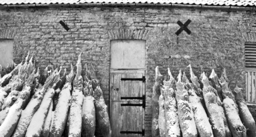 A photograph of some real Christmas trees leaned against a barn wall, ready to be recycled.