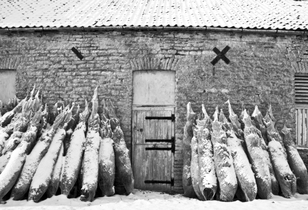 A photograph of some real Christmas trees leaned against a barn wall, ready to be recycled.